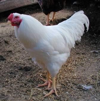 طبيب بيطري يكشف كواليس إجراء عملية جراحية لـ